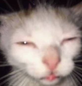 Brain thumbnail