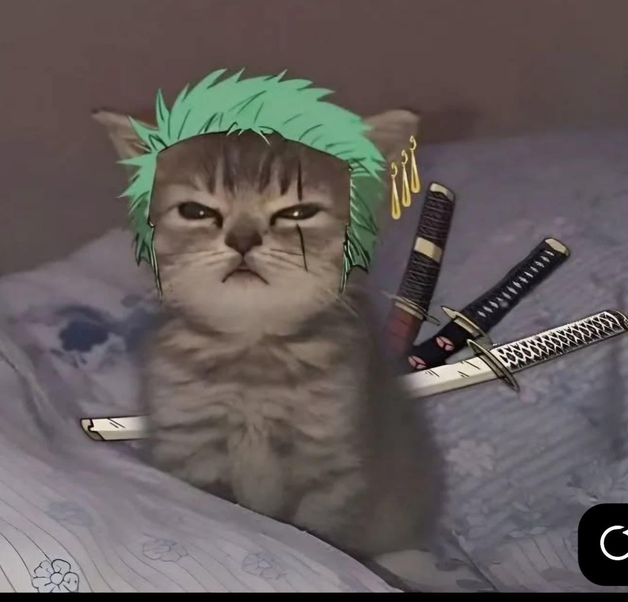 Zoro kitten thumbnail