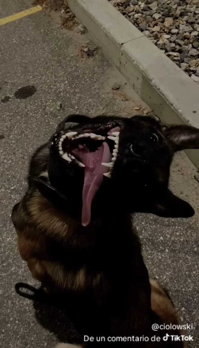 dog thumbnail