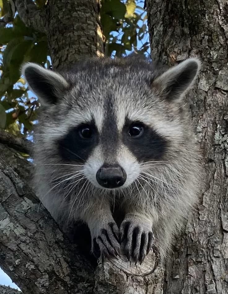 raccoon thumbnail