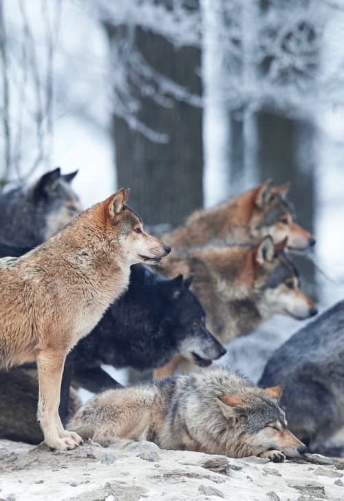Wolf Pack Rp thumbnail