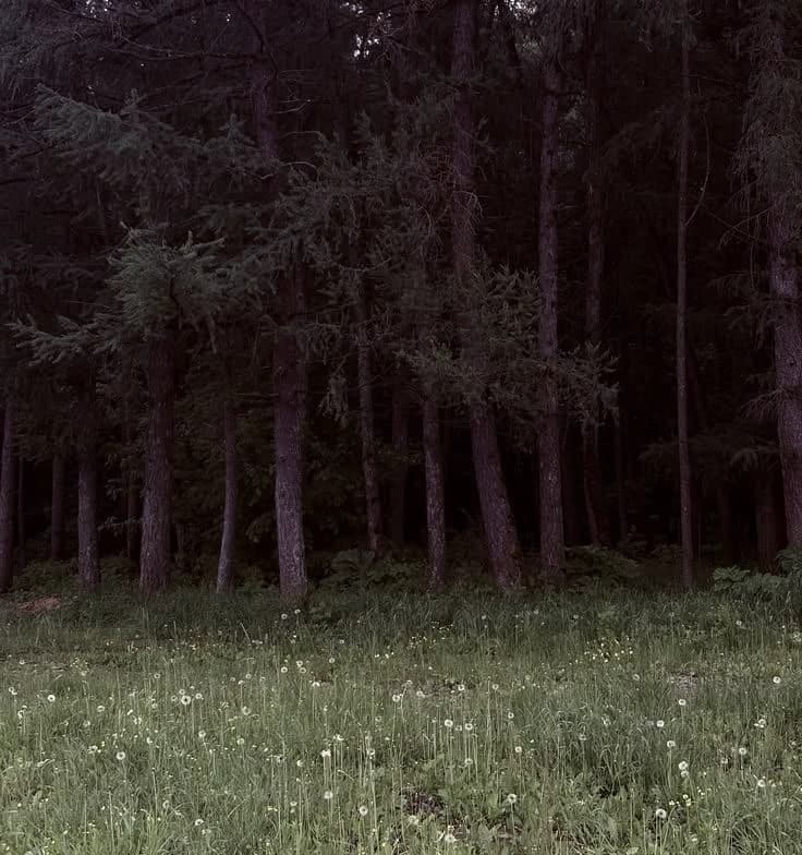 Survive. thumbnail