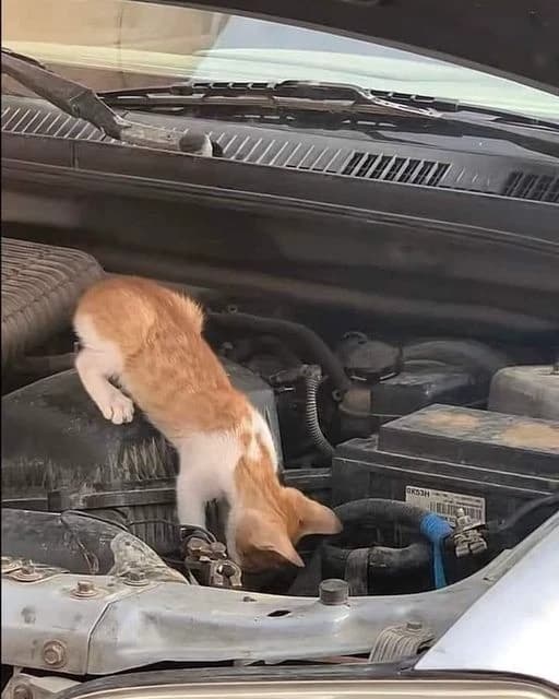 Mechanic (woman) thumbnail