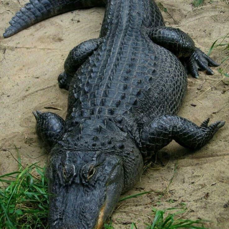 police vs crocodile thumbnail