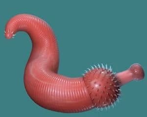 tentaculo raro.. thumbnail