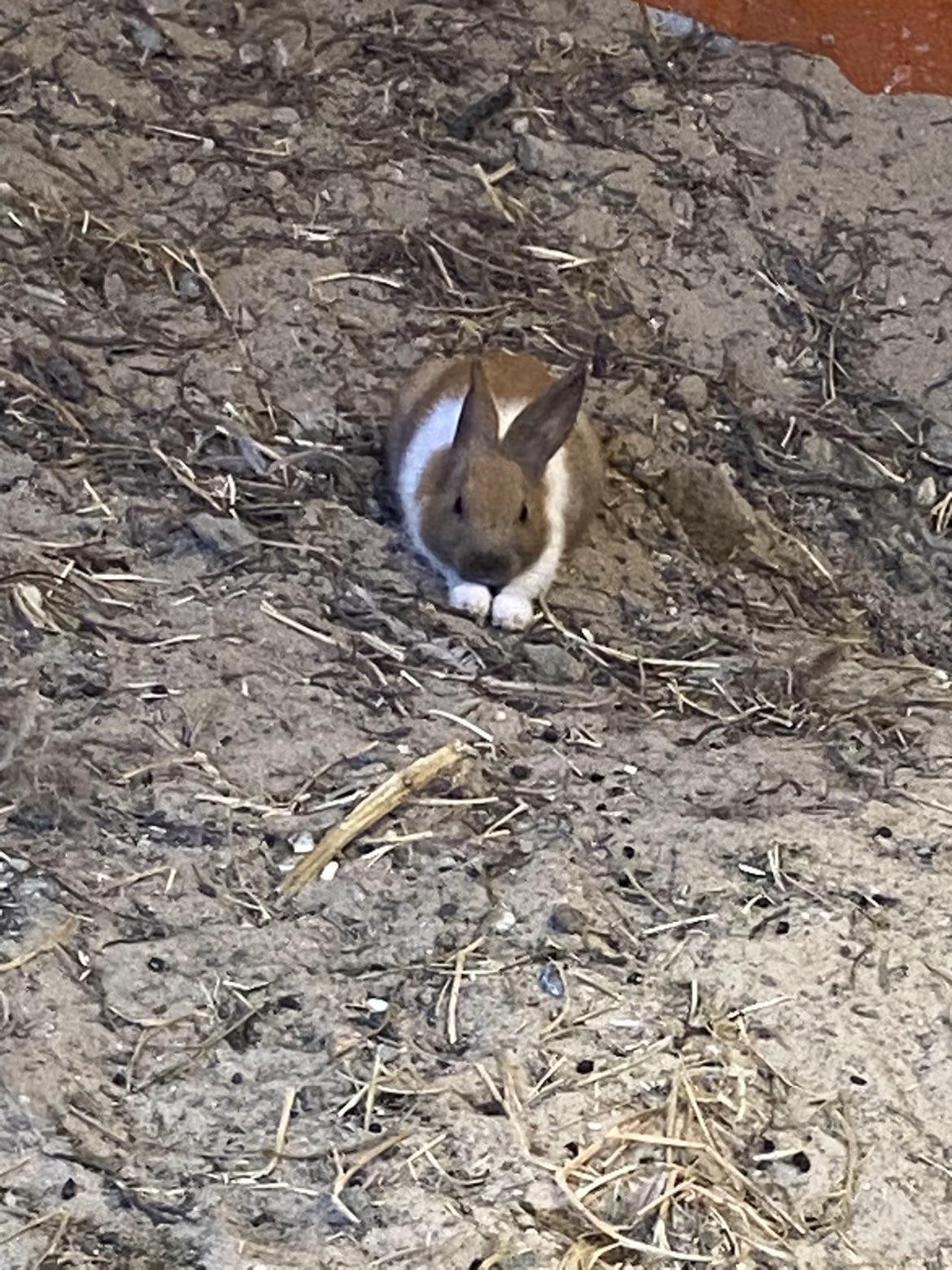 stupid rabbit thumbnail
