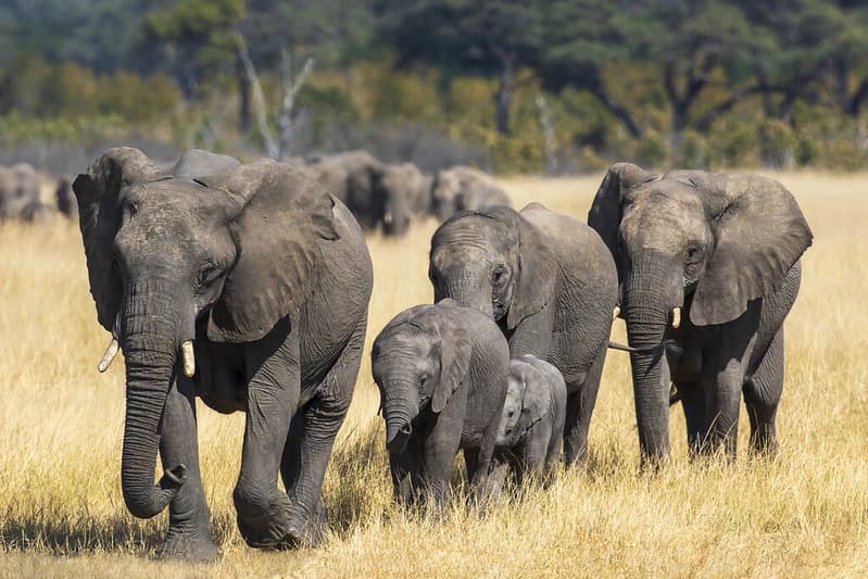 Elephant herd thumbnail