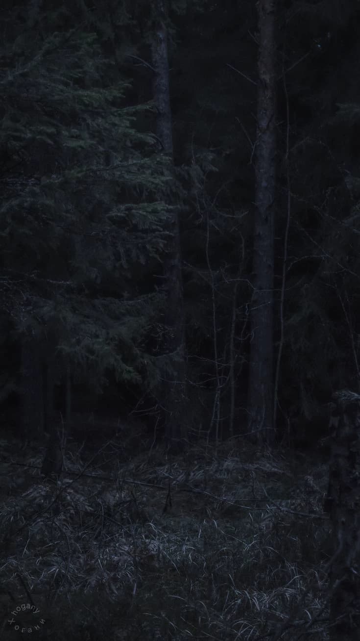 Forest (Jeff) thumbnail