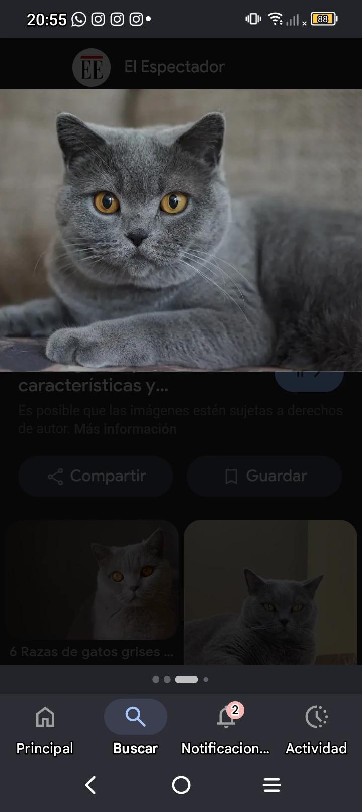 Eres una Gata gris thumbnail