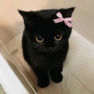 Black cat thumbnail