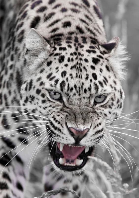 Leo thumbnail