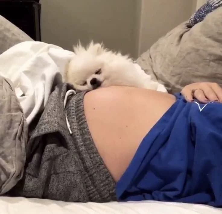 Pregnant by a mobster - BL thumbnail