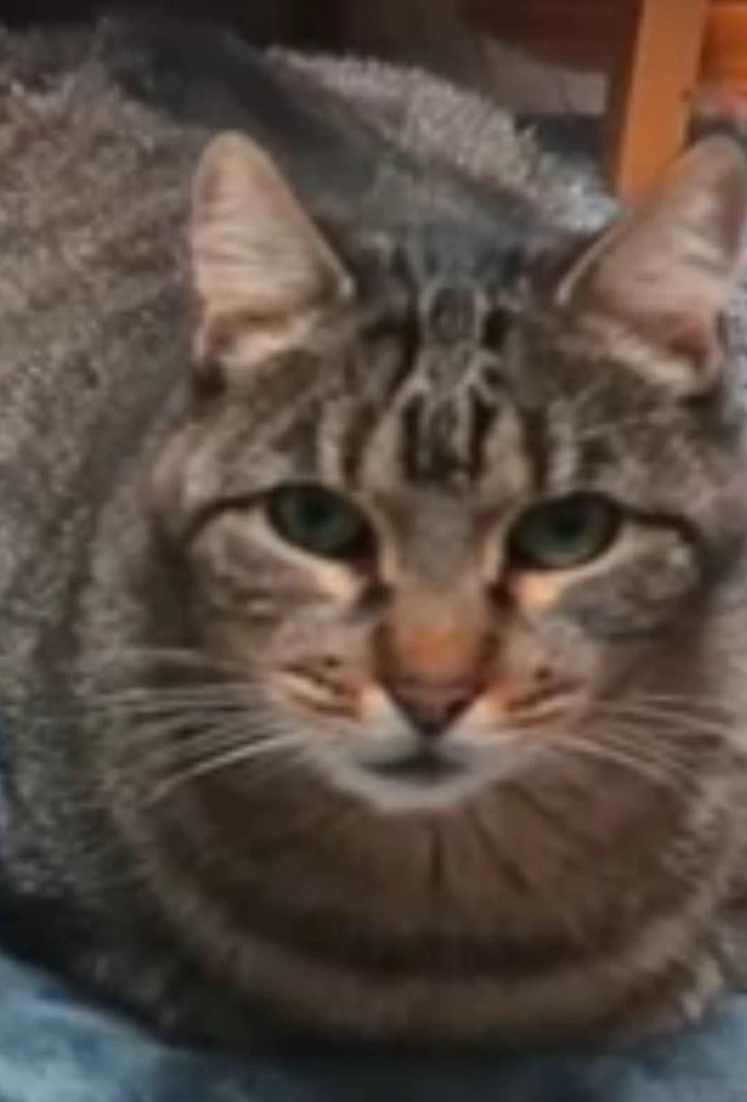 Wine XD, eres un gato thumbnail