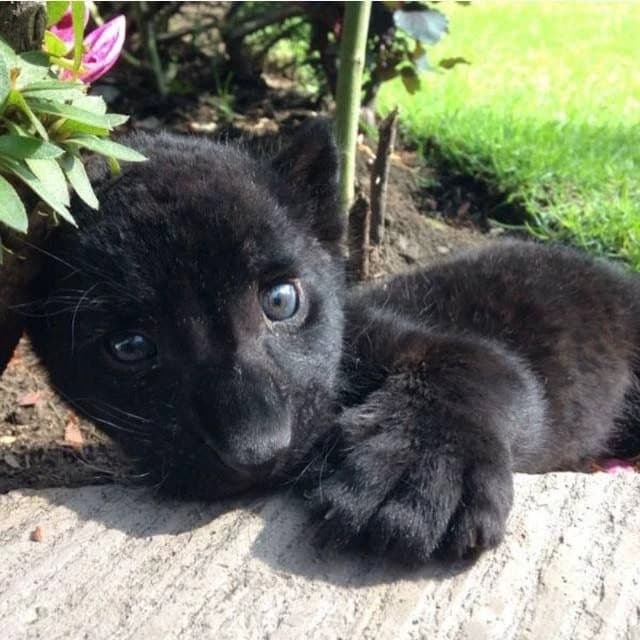 ♡Black tiger cub♡ thumbnail