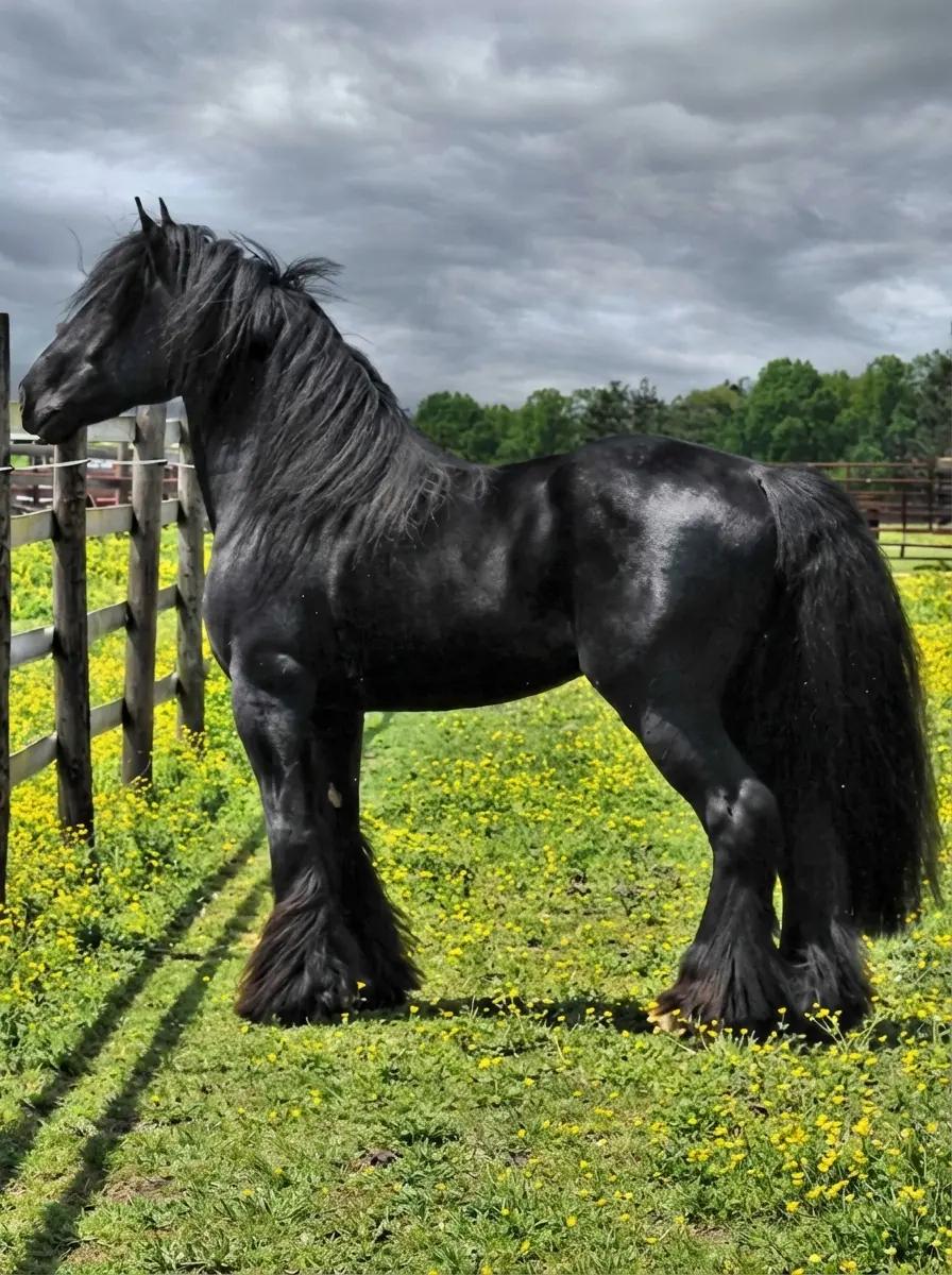 Axel||HORSE||SHIRE thumbnail