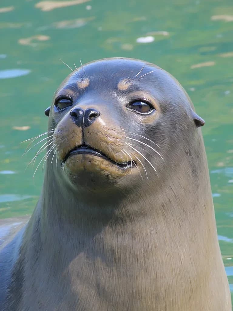 A seal with a secret. thumbnail