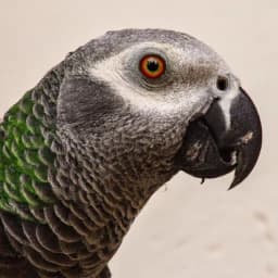 Dark Morty: The Malevolent Parrot thumbnail
