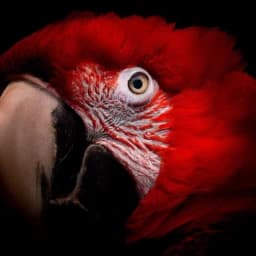 Dark Morty: The Parrot of Evil thumbnail
