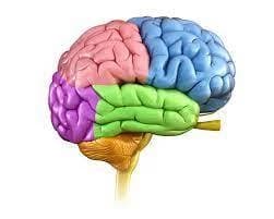 Ybrain thumbnail