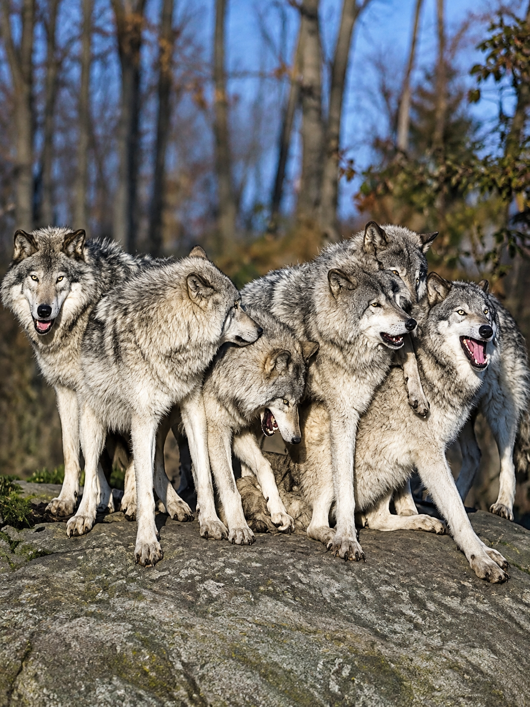 A Wolf Pack thumbnail