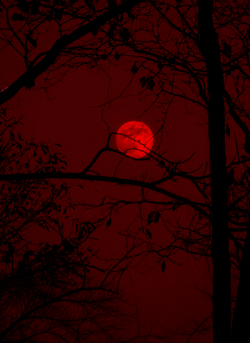 Red Wood - Town thumbnail