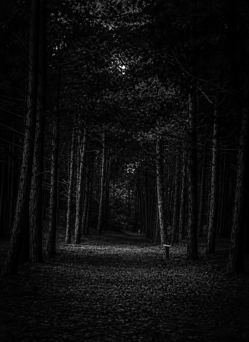 Deep Dark Forest thumbnail