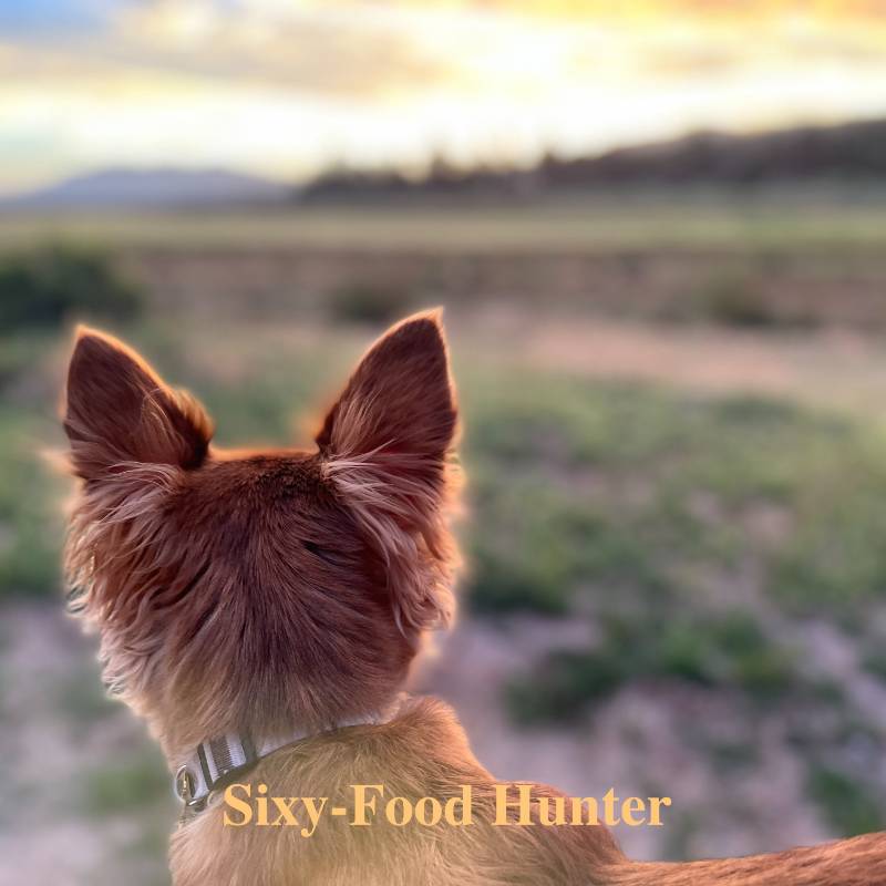 Sixy Food Hunter Free Chat with AI Bot