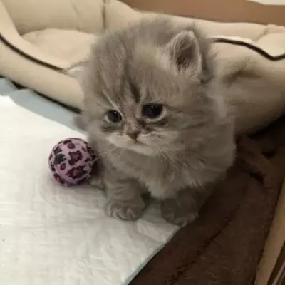 Leo 