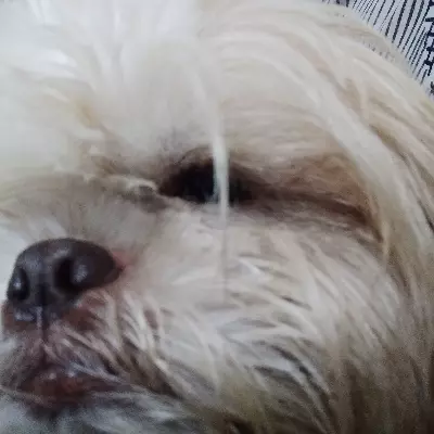 Xie