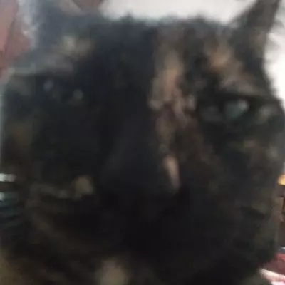 Joa