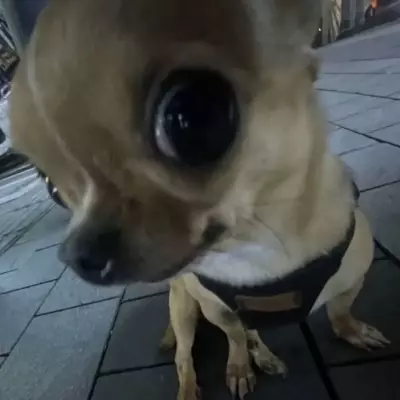 Yuji