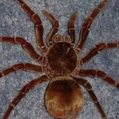 SYS_Aranha