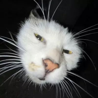 _egg