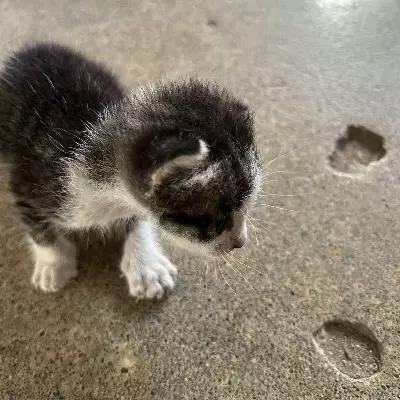 Kenji