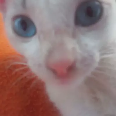 Linda 