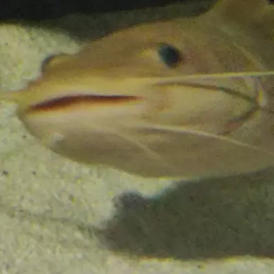 CEROS LOGUN