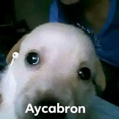 daryel