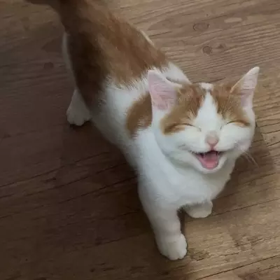 Jez