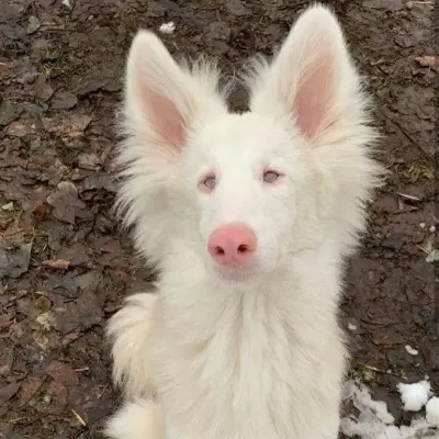 Hopedog 