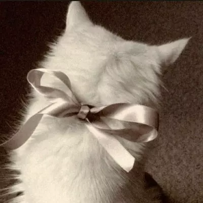 Kitty
