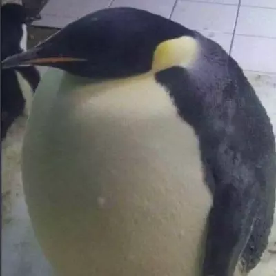 Señado