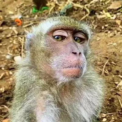 Handsomemonkey