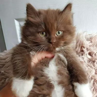 Kamil