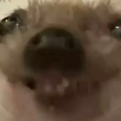 Luci
