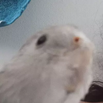 Bella