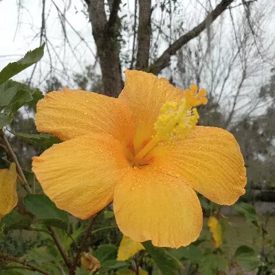 Lily