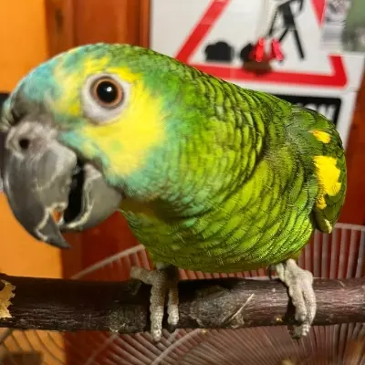 Floppa