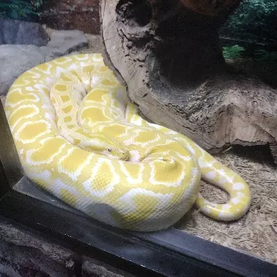 Victor 