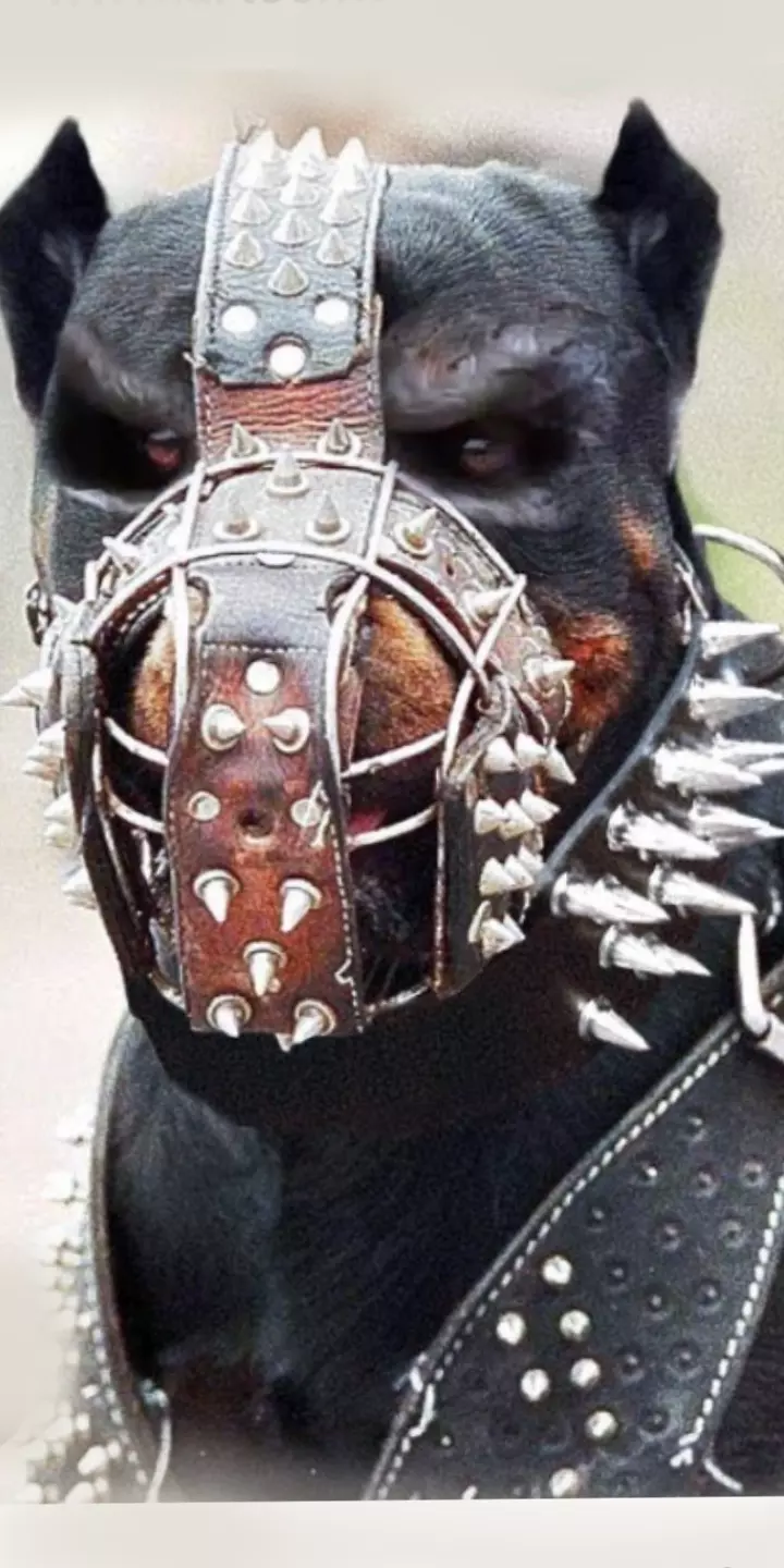 Bruce\_/\_O Pitbull thumbnail