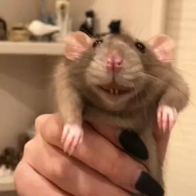 Rato